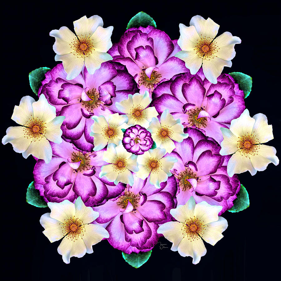 Bold Rose Mandala Photograph