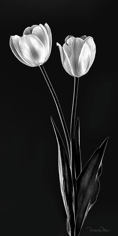 Bold Tulip Pair Left-Facing Photograph by Teresa Wilson