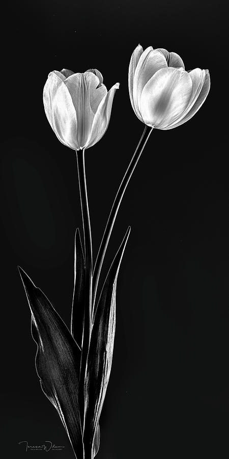 Bold Tulip Pair Right-Facing Photograph by Teresa Wilson