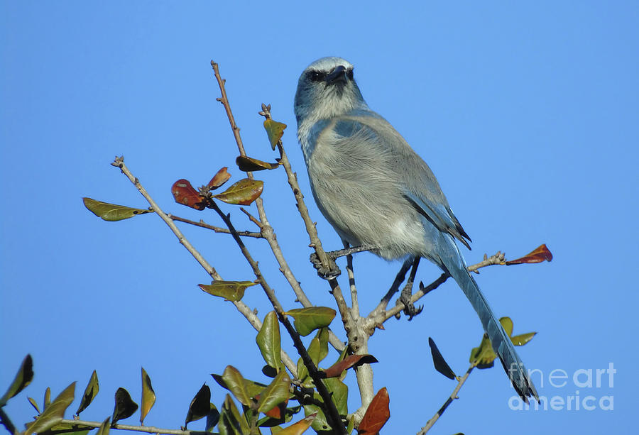 Boldness Of The Scrub Jay Photograph by D Hackett