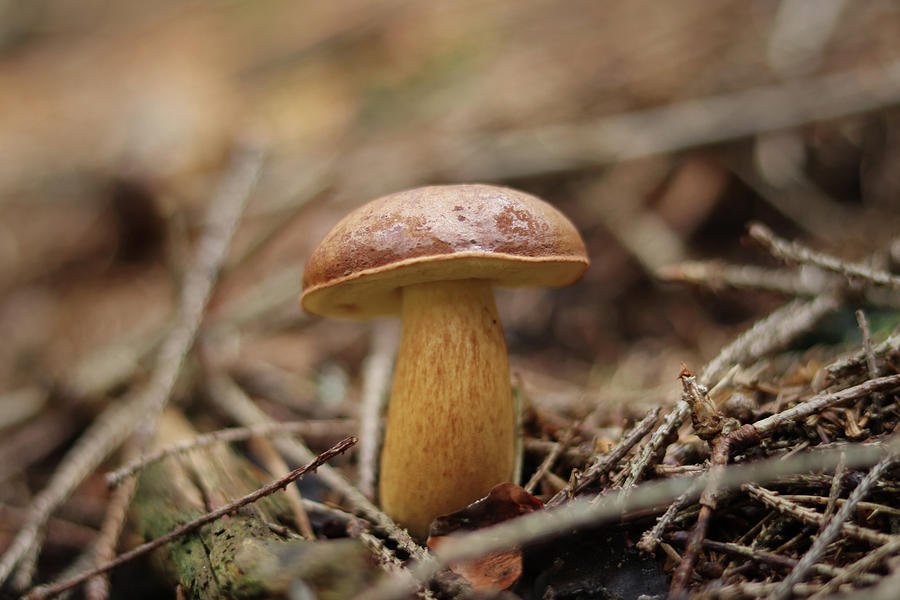 Boletus badius hidden in spruce forest in Beskydy, czech republic. Brown cap and slightly yellowish stem. Imleria badia located in spruce thicket. Starts mushrooming season Photograph by Vaclav Sonnek