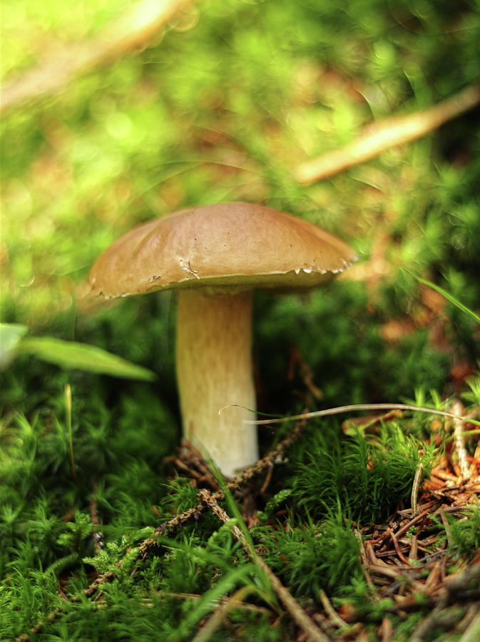 Boletus edulis founded in green moss with needles and fall down some sun beams. Penny bun has beautiful brown cap and white-brown stem. Mucous and oozy cap Photograph by Vaclav Sonnek