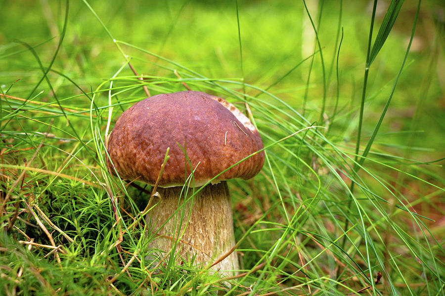 Boletus edulis grows in a beautiful grassy environment. Porcino sponge hidden from view. Brown hat, white leg. Ideal time to harvest. Mushroom games. Collecting mushrooms Photograph by Vaclav Sonnek