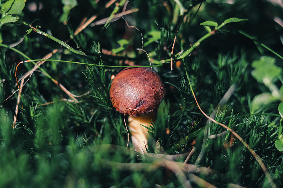 Boletus Pinophilus Has Found A Place In Beautiful Green Moss Photograph