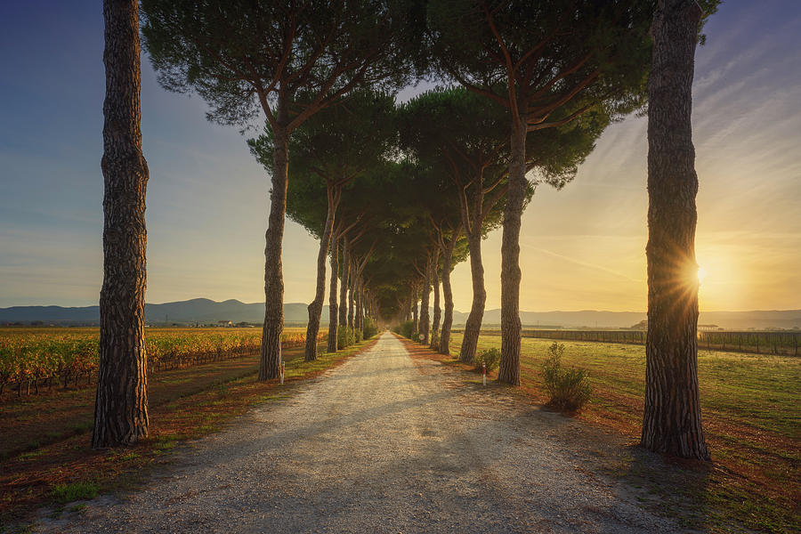 Bolgheri, pine tree lined road and vineyards at sunrise. Photograph by Stefano Orazzini