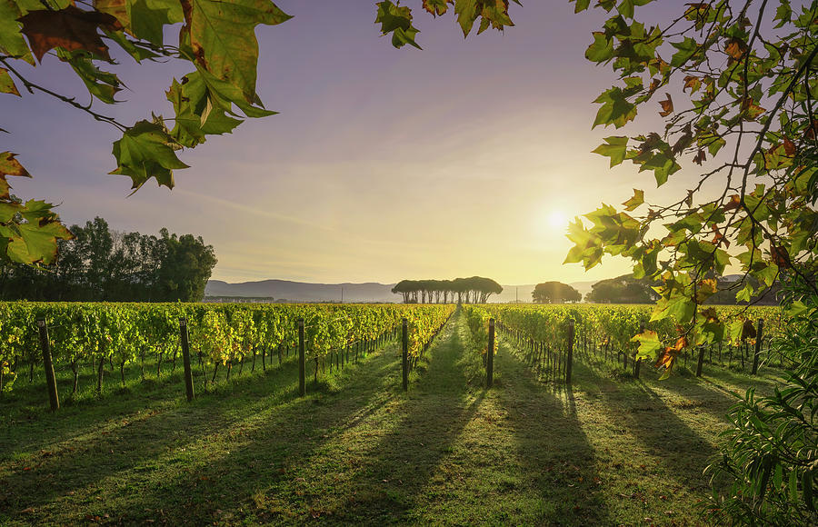 Bolgheri vineyard and pine trees at sunrise. Tuscany, Photograph by Stefano Orazzini