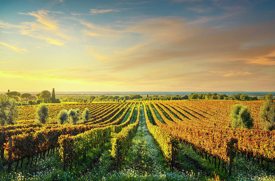 Bolgheri vineyard at sunset. Tuscany Photograph by Stefano Orazzini