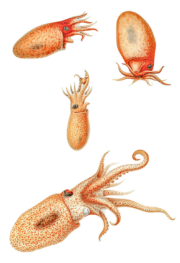 Fish Drawing - Bolitaena octopus by Mango Art