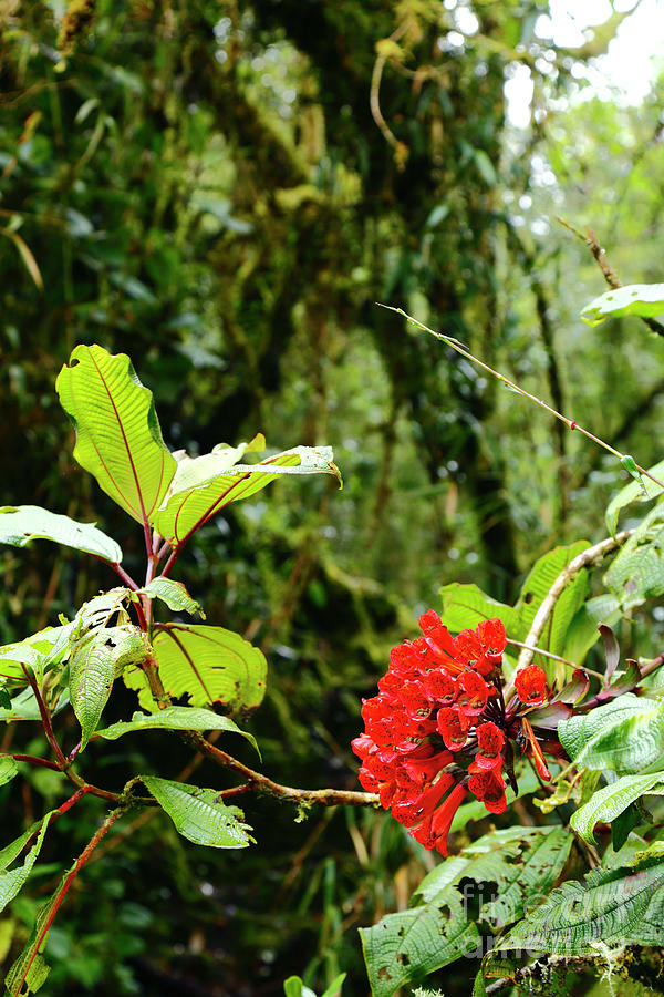 Bomarea flower in Andean cloud forest Photograph by James Brunker