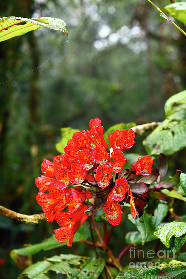 Bomarea flowers in Andean montane forest Photograph by James Brunker