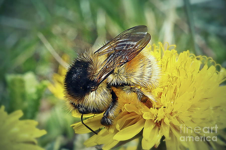 Wildlife Photograph - Bombus pratorum Early Bumblebee Insect by Frank Ramspott