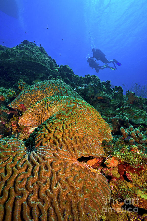 Bonaire Brain Coral with Divers UW9888 Photograph by Mark Graf