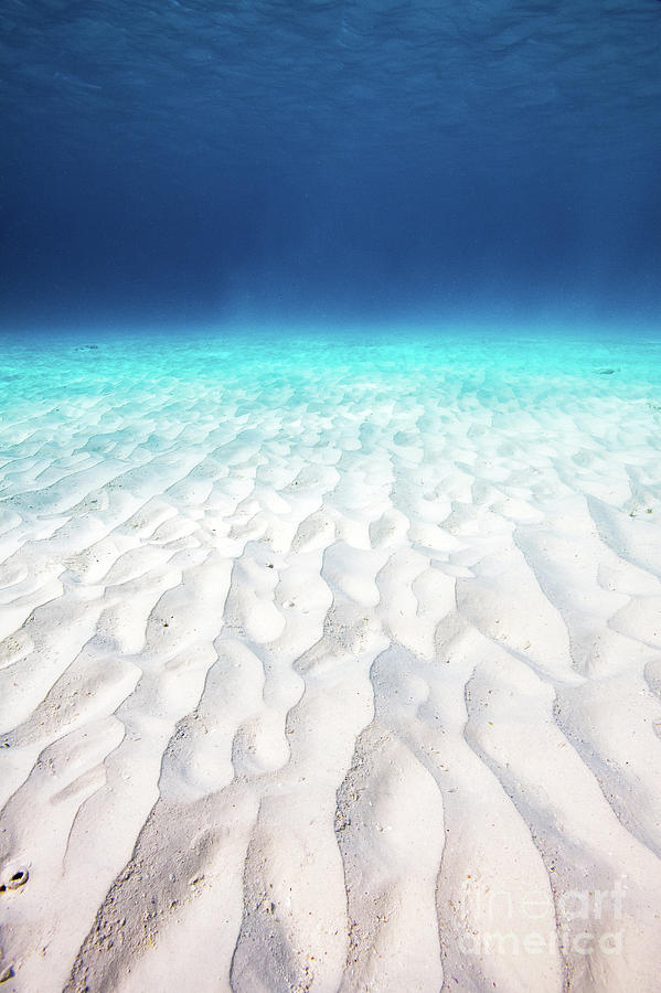 Bonaire underwater white sand WA9397 Photograph by Mark Graf
