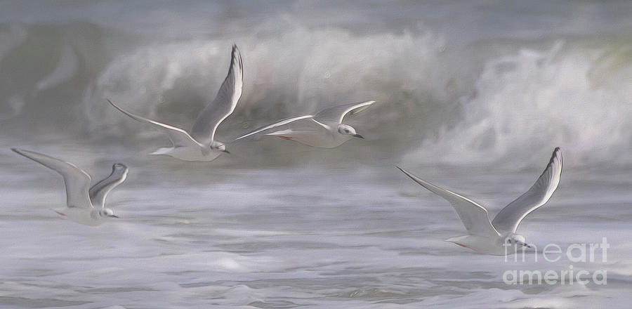 Bonaparte Gulls In Flight Photograph by Kathy Baccari