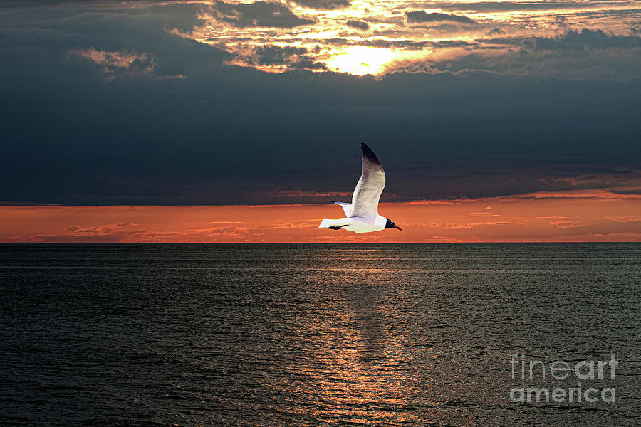 Bonapartes Gull At Sunset Photograph