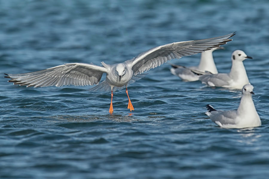Bonapartes Gull Landing Photograph by CR Courson