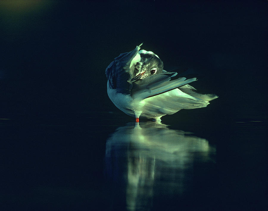 Nature Photograph - Bonapartes Gull Preening by Tim Fitzharris