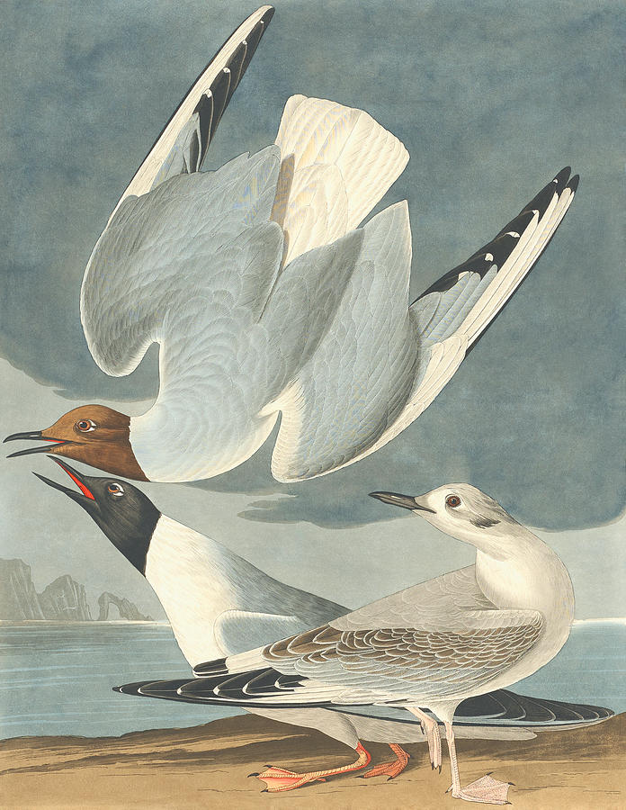 John James Audubon Drawing - Bonapartian Gull by Robert Havell