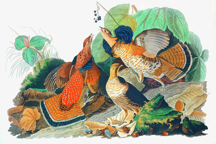 John James Audubon Drawing - Bonasa umbellus by John James Audubon by Mango Art