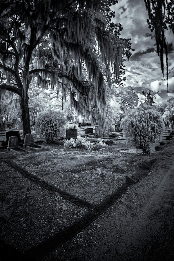 Bonaventure Cemetery III Photograph by Tom Singleton