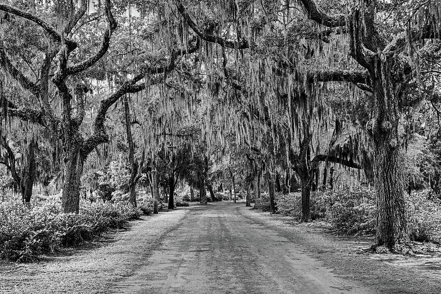 Bonaventure Cemetery Line of Trees Savannah Georgia Black and White Photograph by Toby McGuire