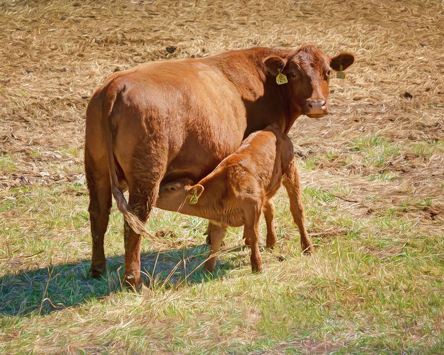 Bonded - Cow and Calf Photograph by Nikolyn McDonald