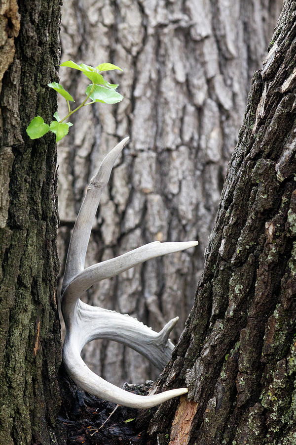 Deer Photograph - Bone Tree by Alycia Christine