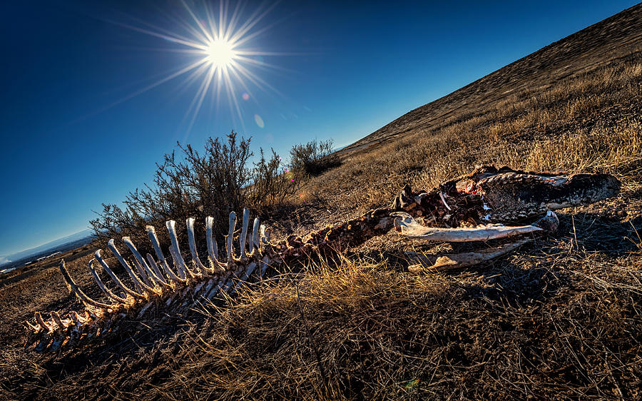 Bones of cow in field Photograph by Hillary Kladke
