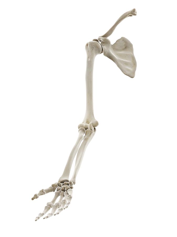 Bones of the arm, illustration Drawing by Sebastian Kaulitzki/science Photo Library