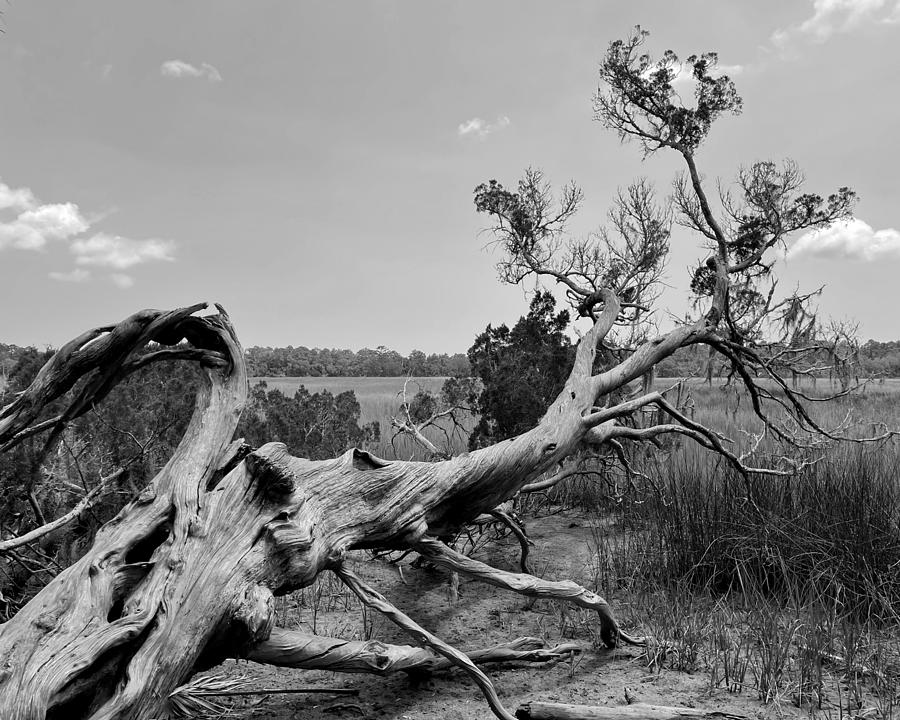 Bones on the Savannah BW Photograph by Lee Darnell