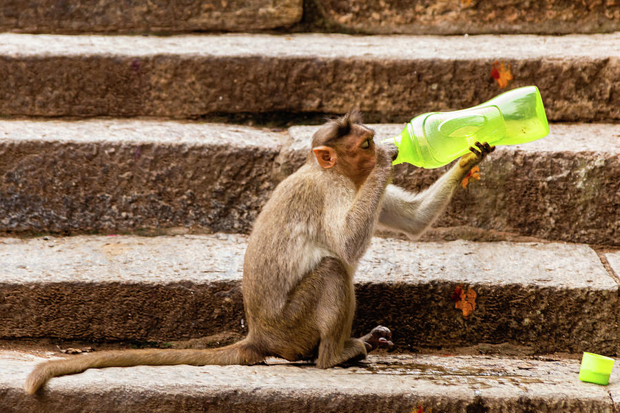 Bonnect macaque drinking water from a bottle Photograph by SAURAVphoto Online Store