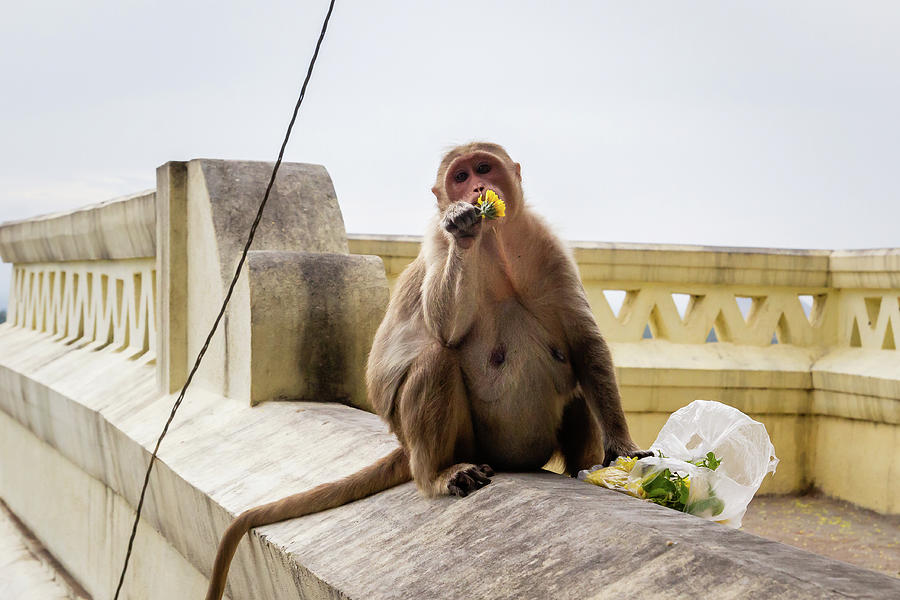 Bonnet macaque eating flower Photograph by SAURAVphoto Online Store