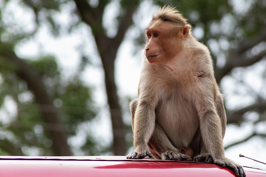 Bonnet macaque Photograph by SAURAVphoto Online Store