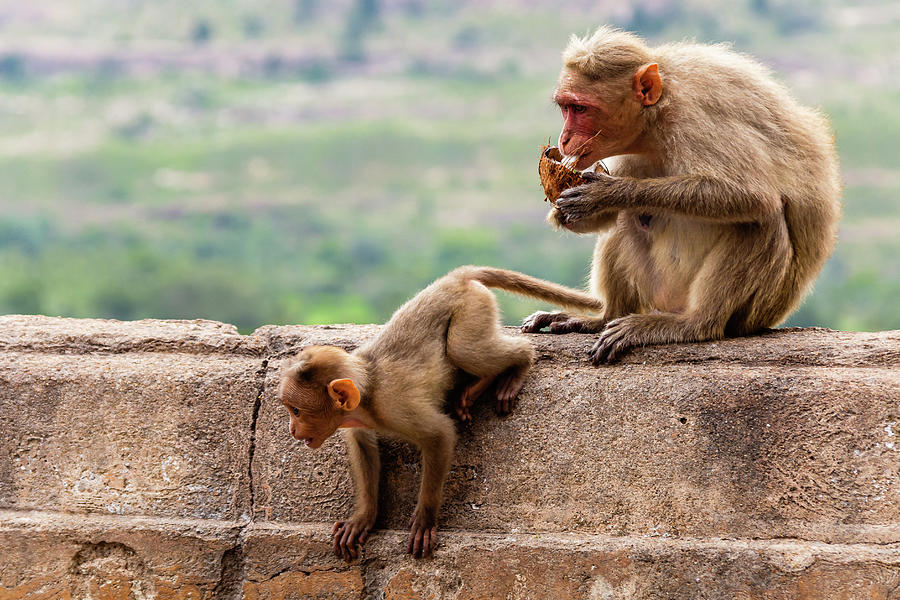 Bonnet macaques - mother and child Photograph by SAURAVphoto Online Store