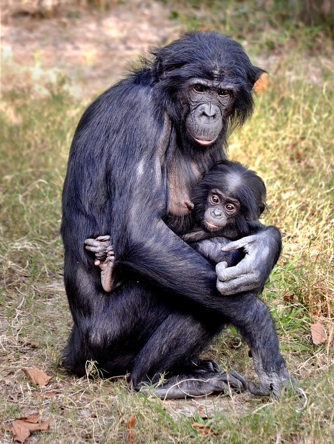 Ape Photograph - Bonobo and Her Baby by Richard Bryce and Family