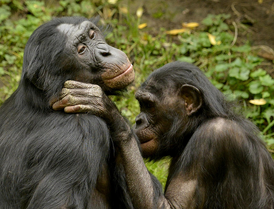 Bonobo Family Photograph by Jeff McCurry