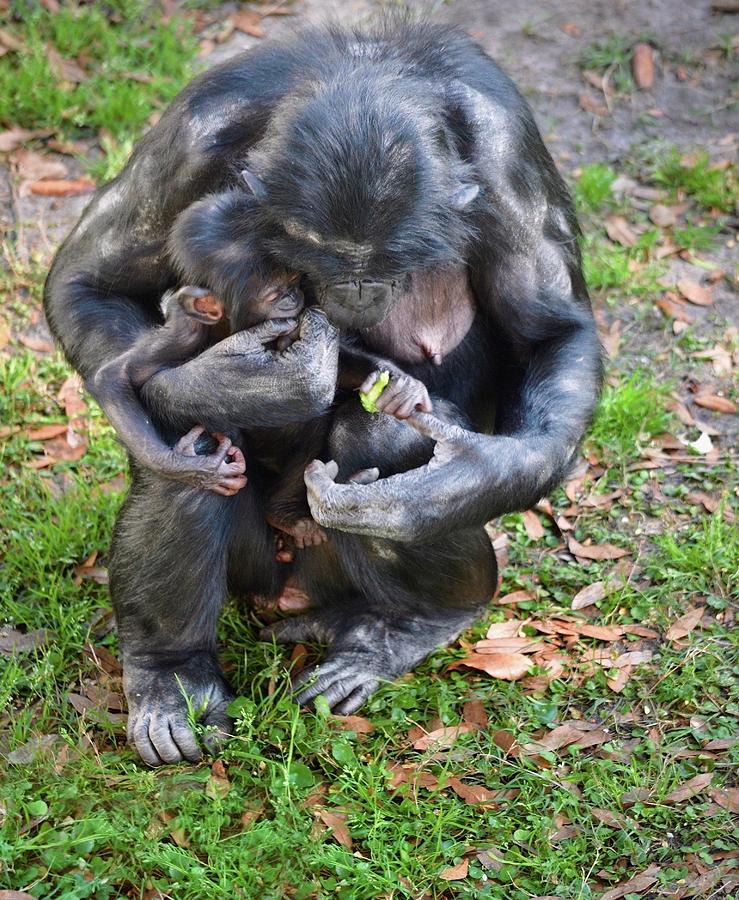 Bonobo Family Moment Photograph by Richard Bryce and Family