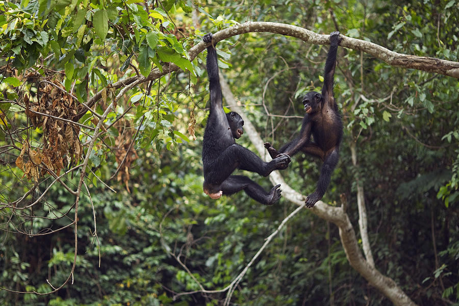 Bonobo females swinging in the trees Photograph by Anup Shah