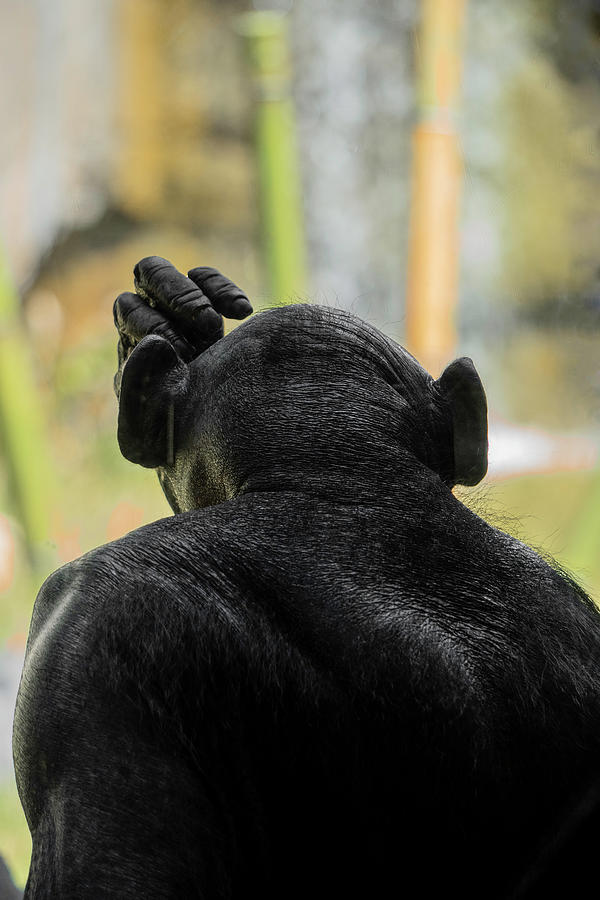 Bonobo Head Scratcher 01 Photograph by Christine Ley
