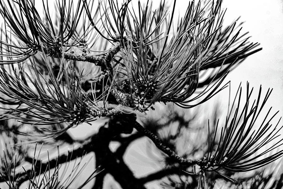 Bonsai 8 Photograph By Grant Chappelle - Fine Art America