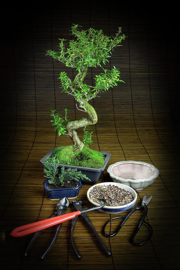 Bonsai and Tools Photograph by Rudy Umans