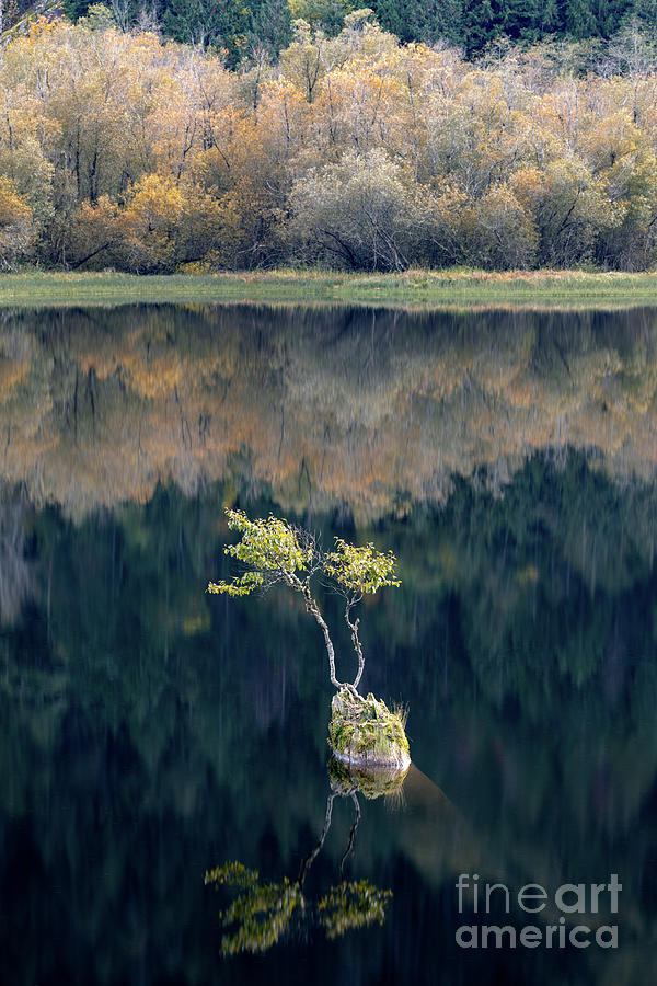 Bonsai at Silver Lake  Photograph by Michael Russell