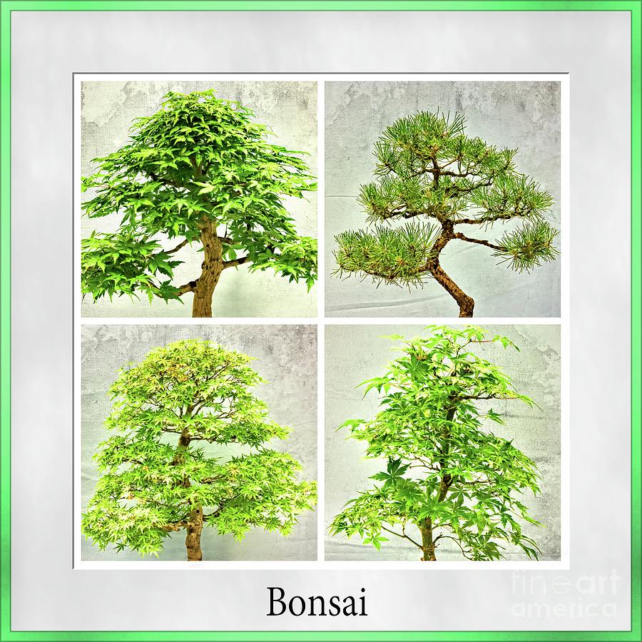 Bonsai Collage Photograph