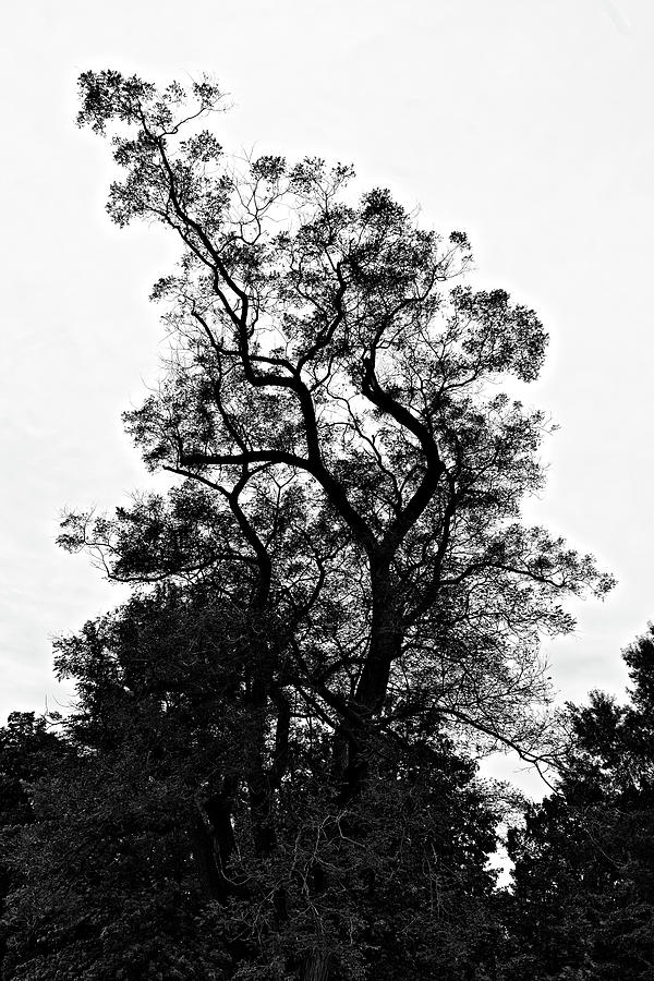 Bonsai Elm Photograph by Doolittle Photography and Art