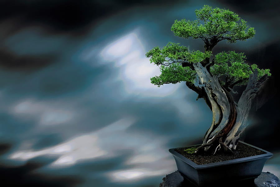 Bonsai by PAUL COCO Bonsai by PAUL COCO