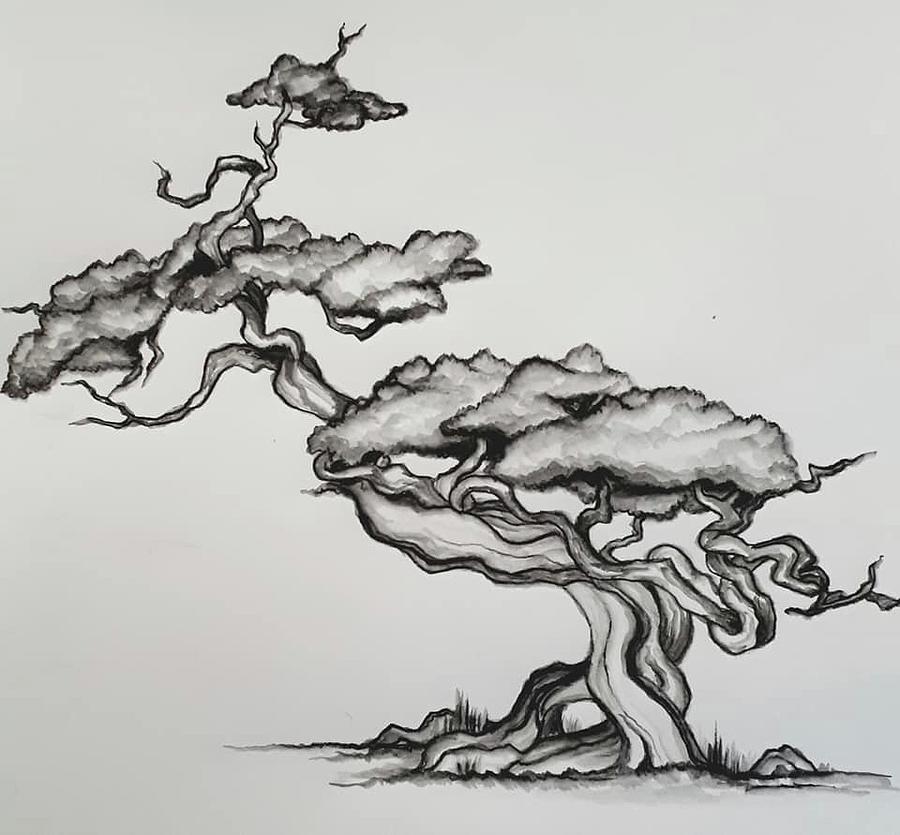 japanese bonsai trees drawing