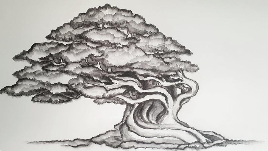 Bonsai Tree Aged Drawing by Kathleen Voort