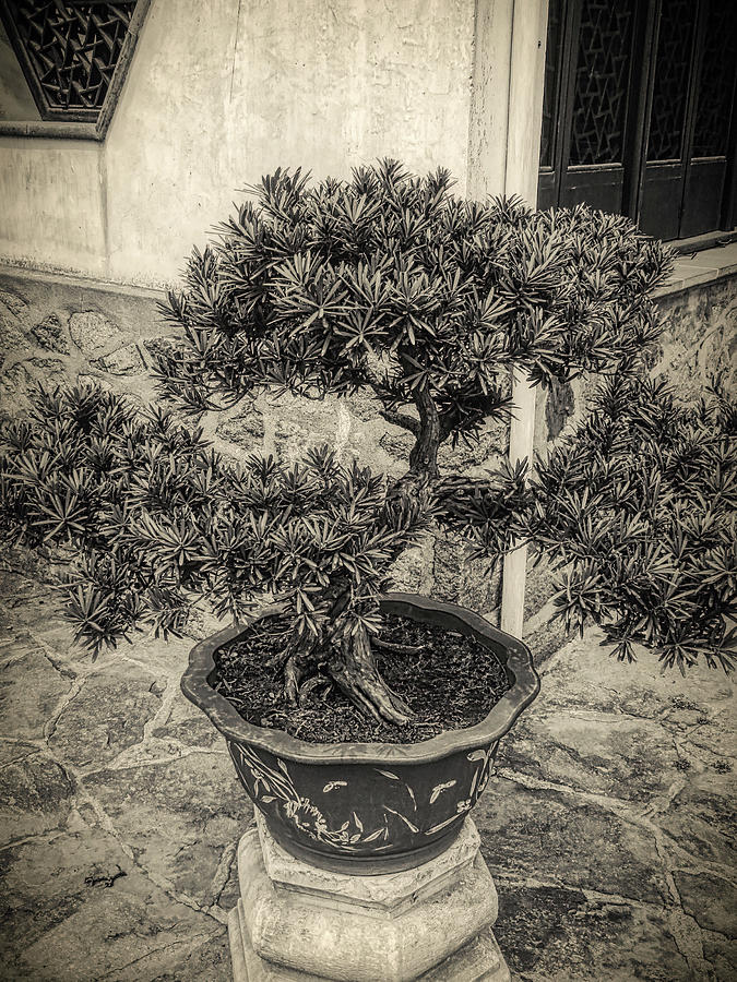 Bonsai Tree black and white Photograph by Cathy Anderson