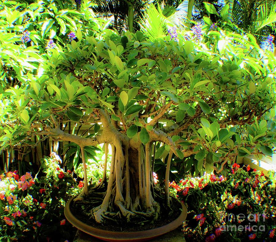 Tree Photograph - Banyan Tree Bonsai  by D Davila