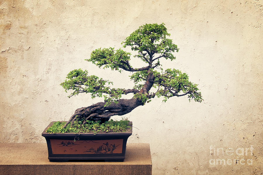 Bonsai tree Photograph by Delphimages Photo Creations